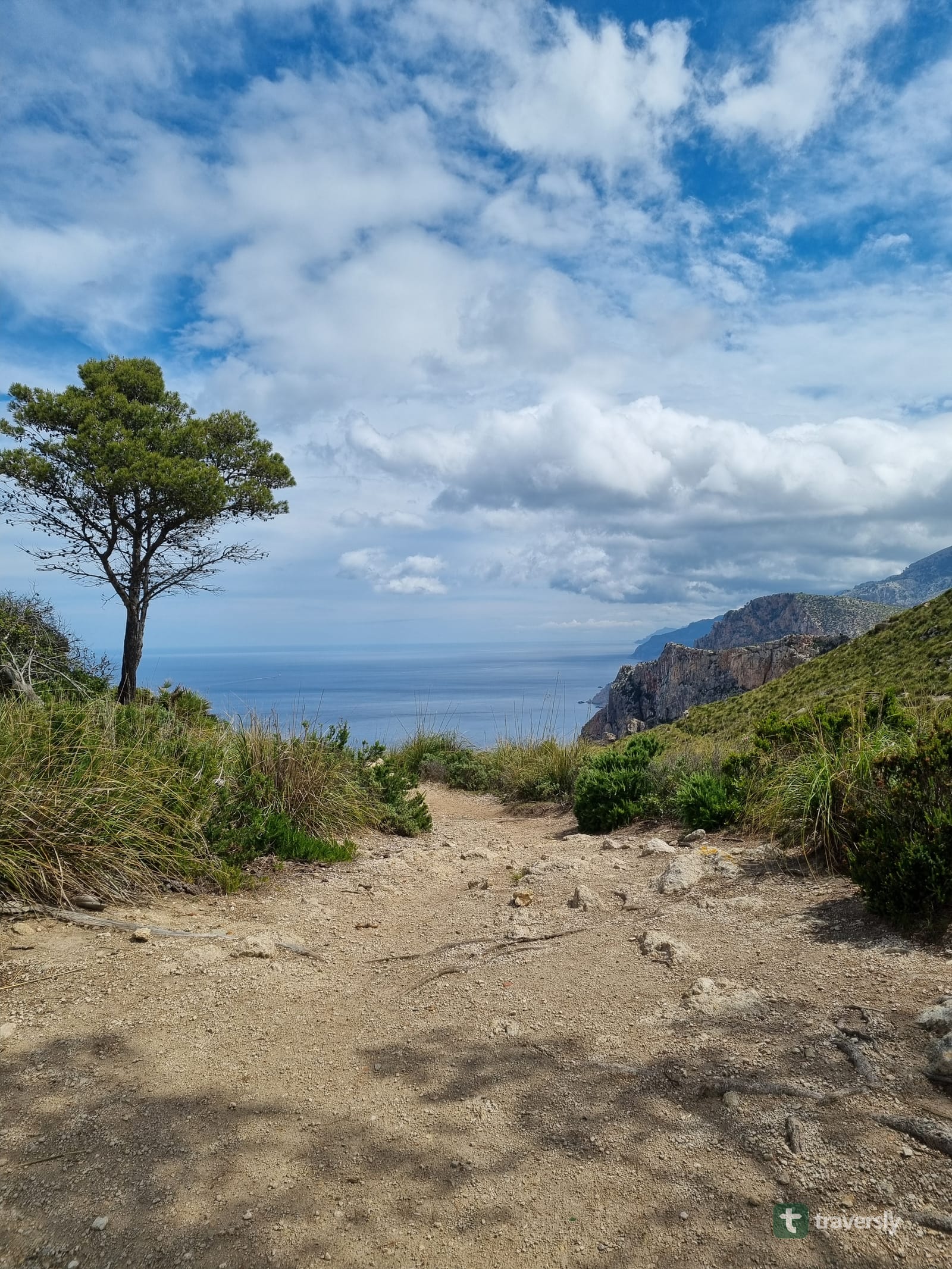 A grassy coastal stretch of the GR221 with a lone pine tree, cliffs, and the sea in the distance.